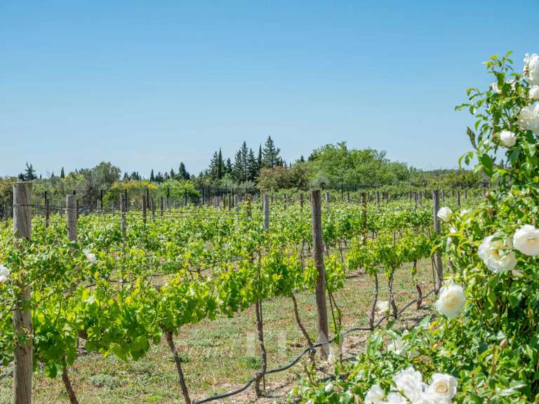 Maison Maussane-les-Alpilles - 4 chambres - 350m²