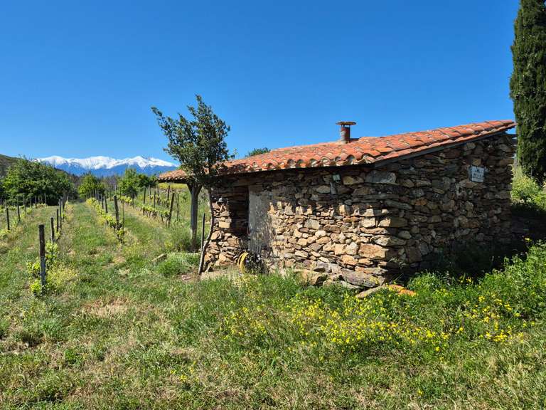 Domaine viticole Perpignan - 4 chambres - 252m²