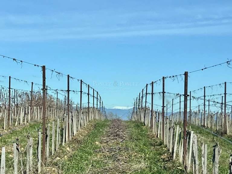 Domaine viticole Saint-Alexandre - 8 chambres - 1430m²