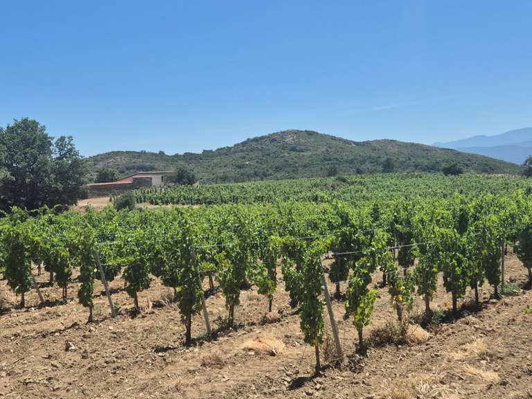Domaine viticole Perpignan - 4 chambres - 251m²
