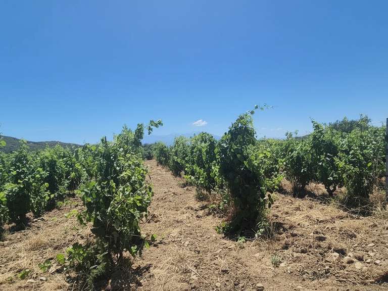 Domaine viticole Perpignan - 4 chambres - 251m²