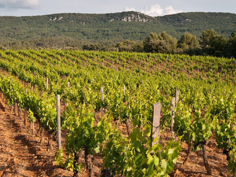 Vineyard Aix-en-Provence