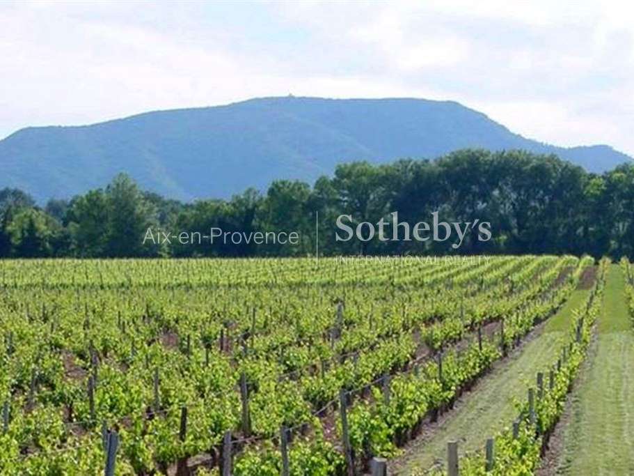 Vineyard Aix-en-Provence