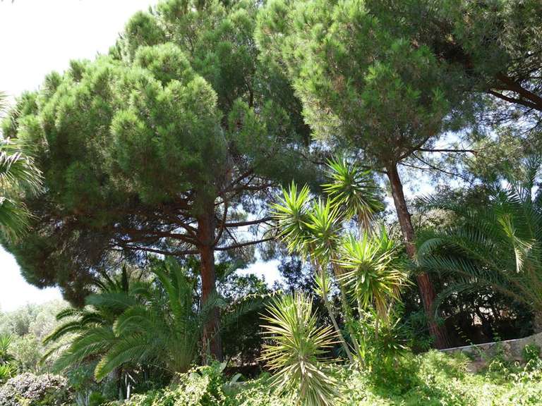 House Ajaccio - 4 bedrooms - 270m²