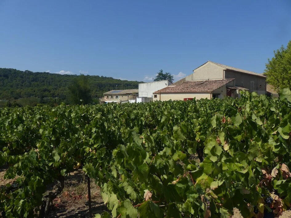 Vineyard Bagnols-sur-Cèze