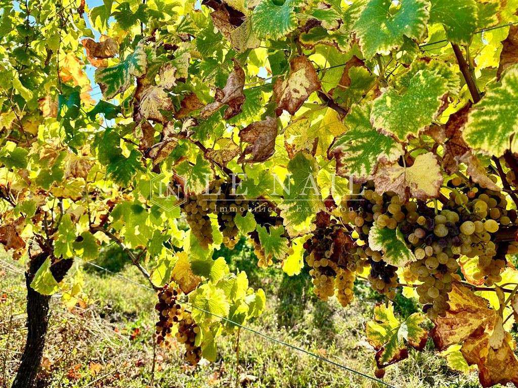 Domaine viticole Bergerac