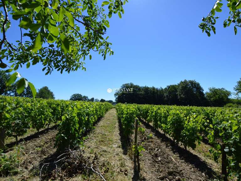 Domaine viticole Bergerac - 6 chambres - 390m²