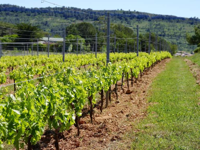 Vineyard Béziers - 880m²