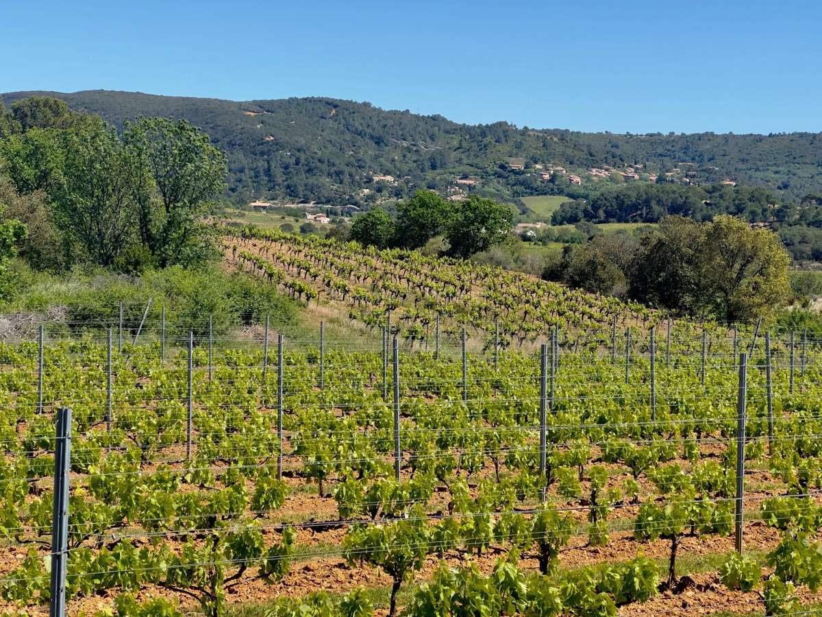 Vineyard Béziers