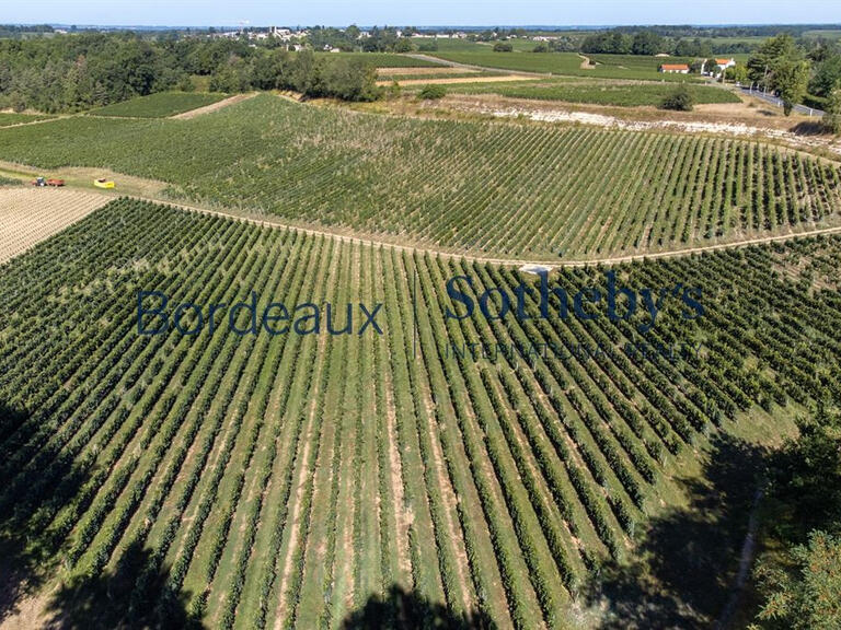 Sale Vineyard Bordeaux