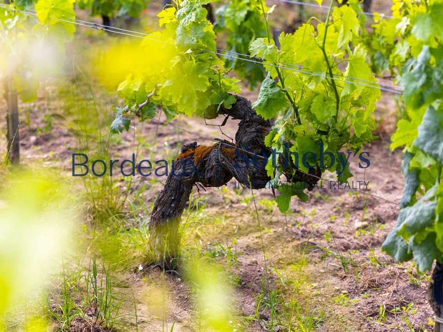 Domaine viticole Bordeaux