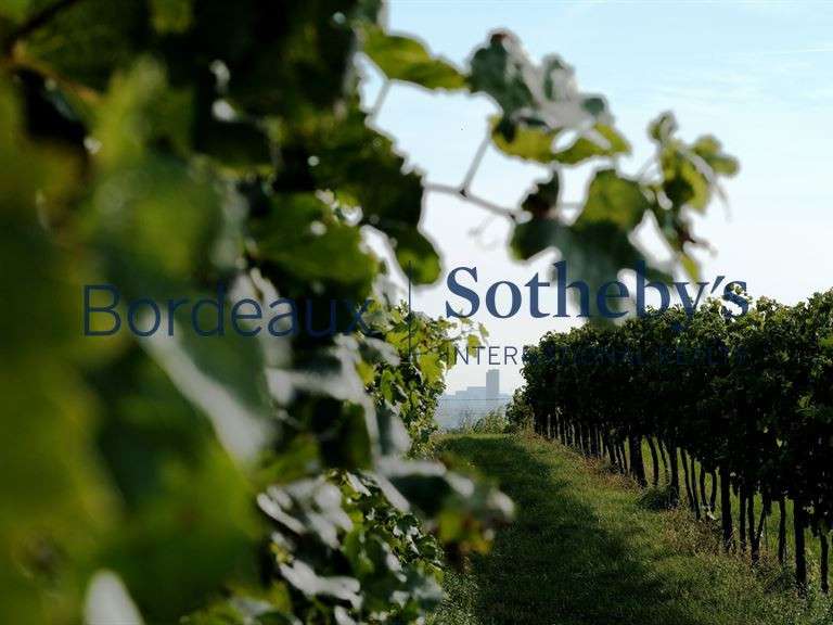Vineyard Bordeaux - 240000m²