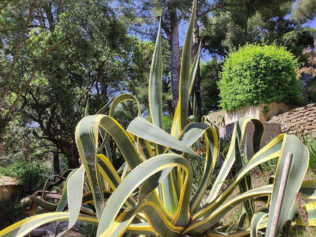 House Bormes-les-Mimosas