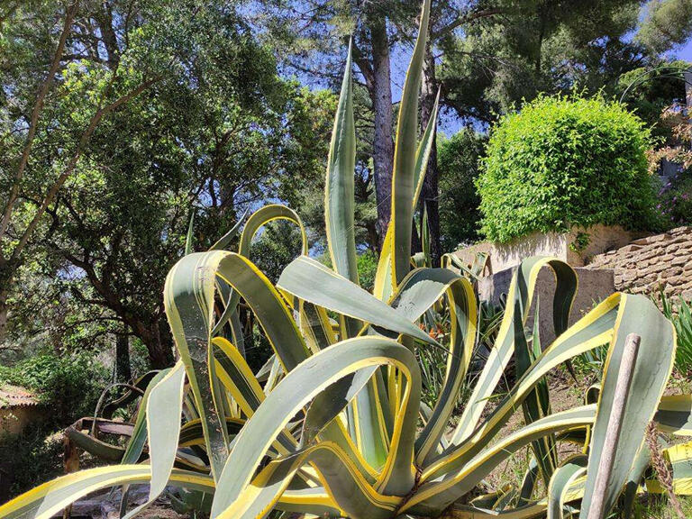 House Bormes-les-Mimosas - 8 bedrooms