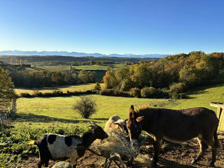 Maison Boulogne-sur-Gesse - 6 chambres - 330m²