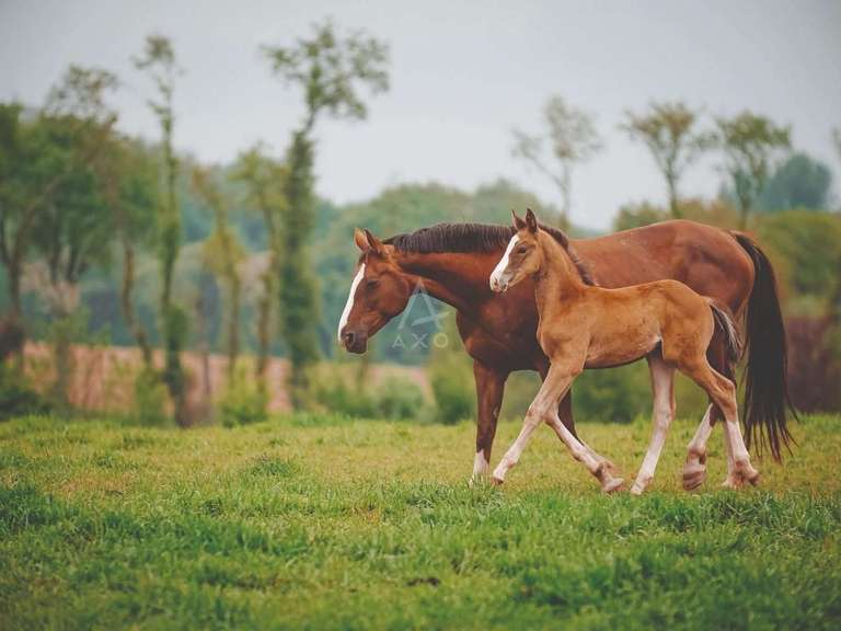 House Cabourg - 6 bedrooms