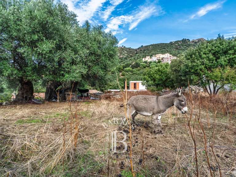 Villa Calvi - 5 chambres - 205m²