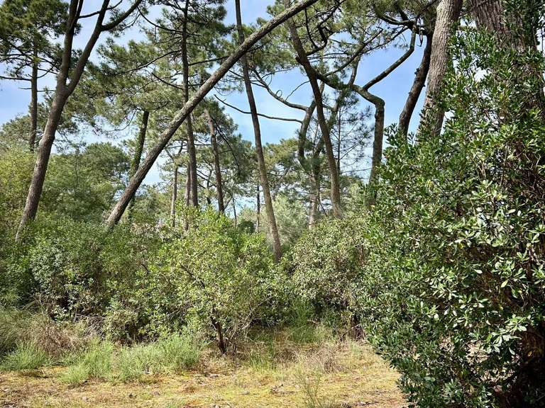 Maison Cap-ferret - 6 chambres - 295m²