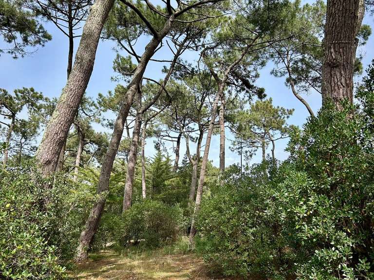 Maison Cap-ferret - 6 chambres - 295m²