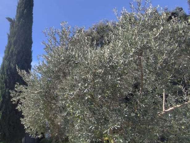 Terrain Castelnau-le-Lez - 4 chambres