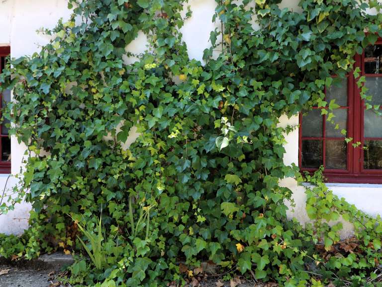 Maison Castelnau-Magnoac - 2 chambres - 238m²