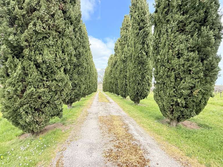 Maison Châteauneuf-sur-Charente - 8 chambres - 271m²