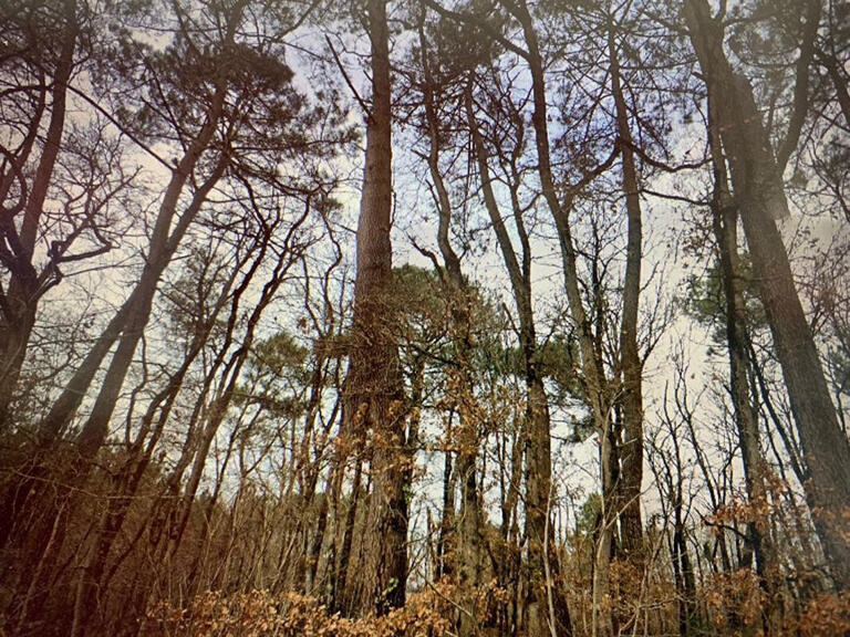 Vente Propriété Châtellerault