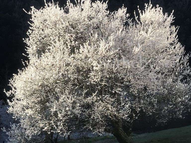 Maison Corsavy - 5 chambres - 260m²