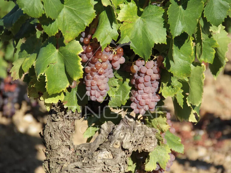 Vente Domaine viticole Faugères