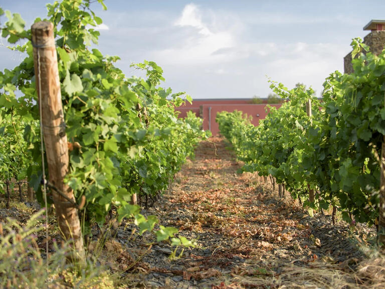 Vente Domaine viticole Faugères