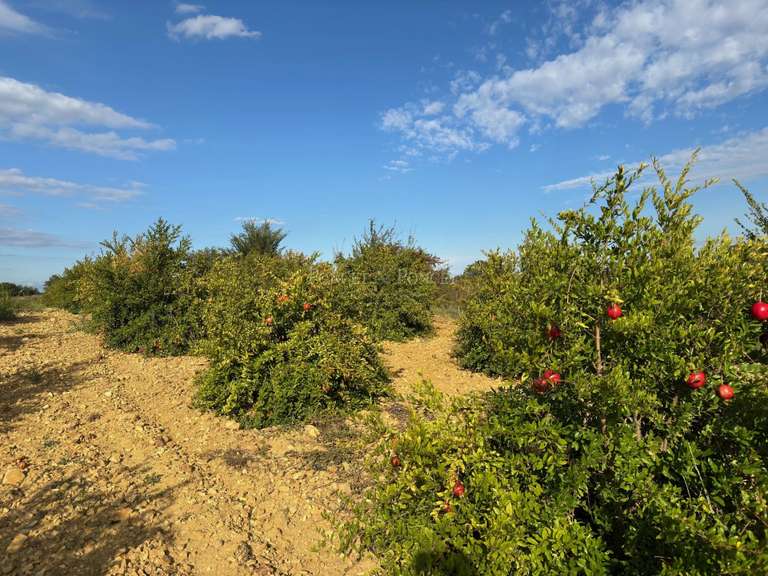 House Fons - 4 bedrooms - 350m²