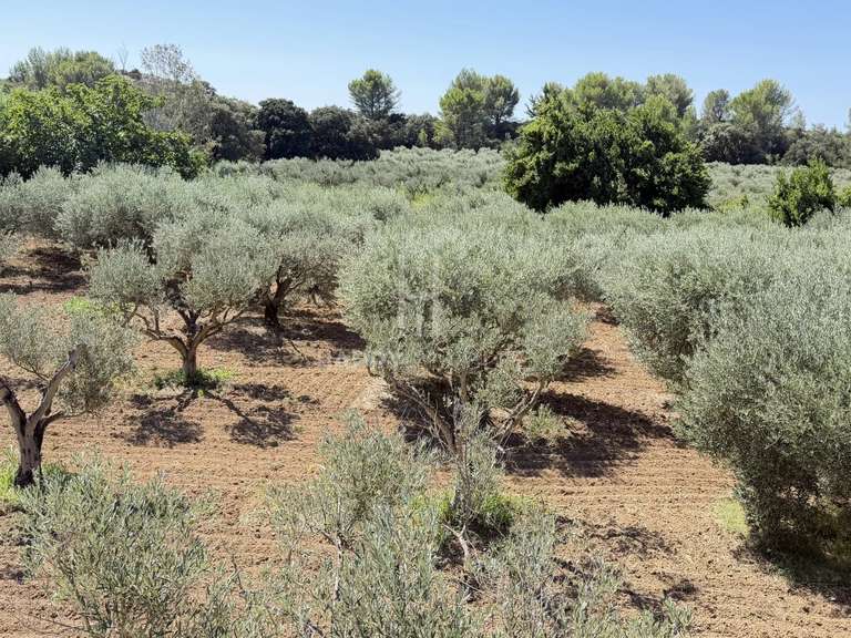 Maison Fontvieille - 4 chambres - 220m²