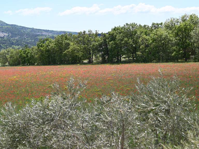 Maison Forcalquier - 9 chambres - 500m²