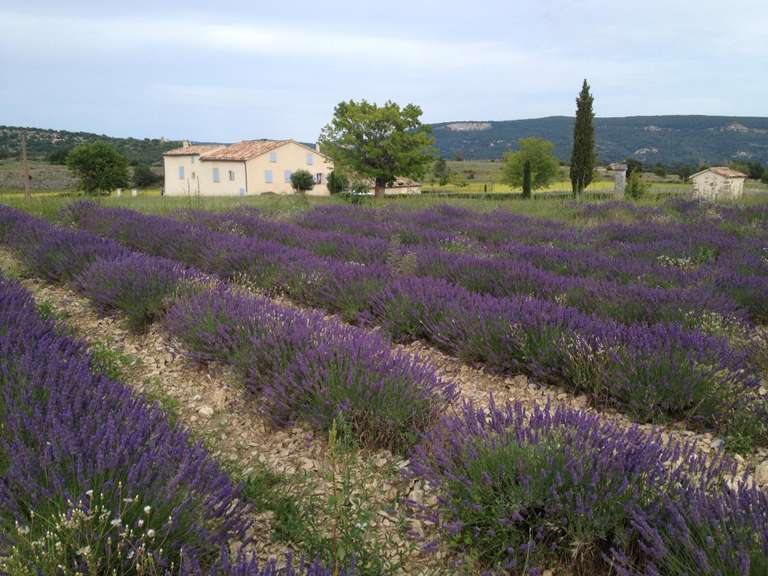 Maison Forcalquier - 9 chambres - 500m²