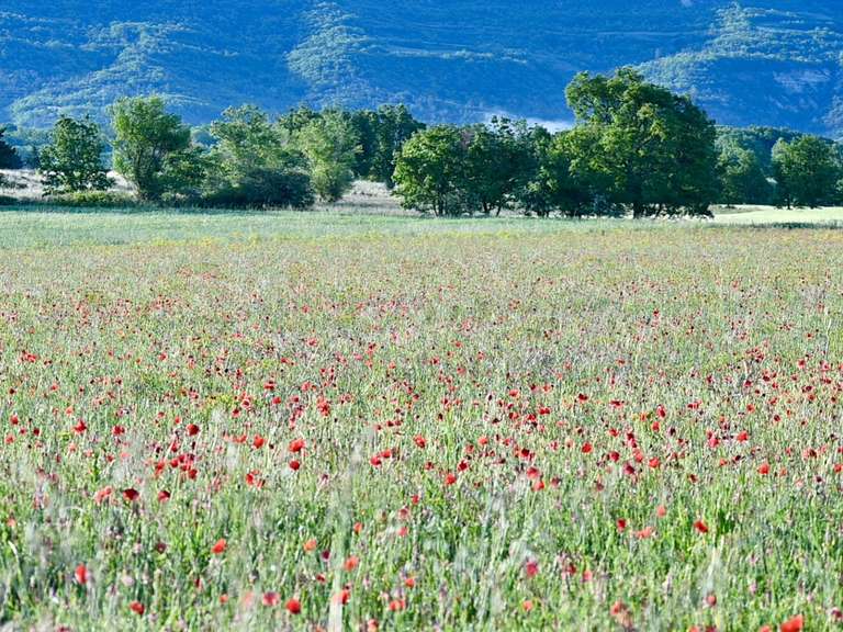 Maison Forcalquier - 9 chambres - 500m²