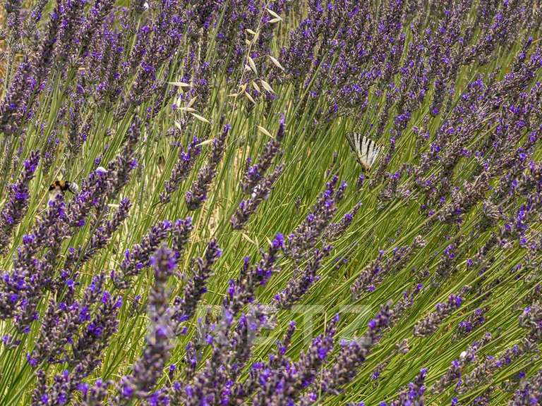 Maison Gordes - 7 chambres - 317m²