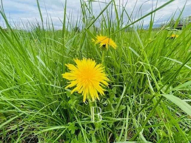 Terrain Grilly - 1250m²