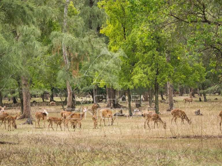 Villa Mauritius - 4 bedrooms - 751m²