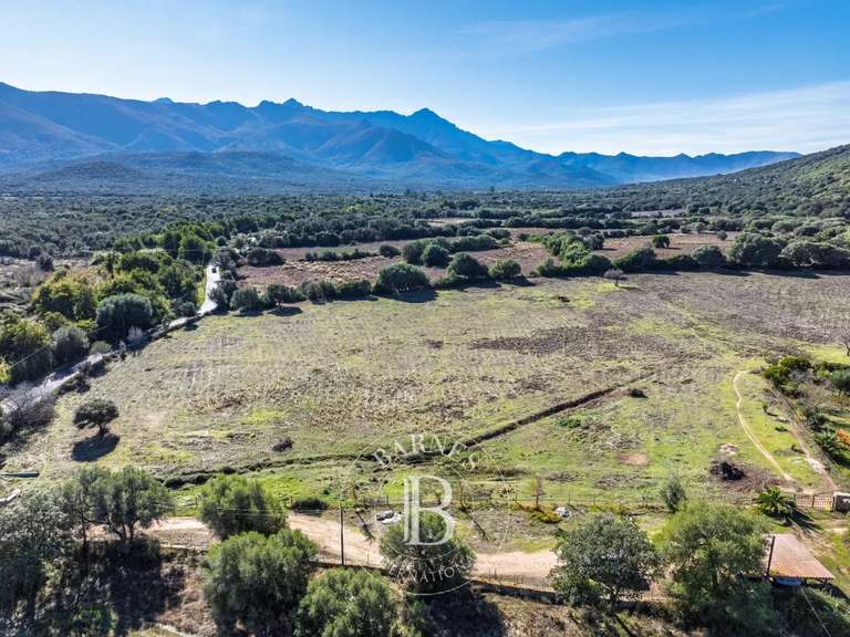Terrain L'Île-Rousse - 4000m²