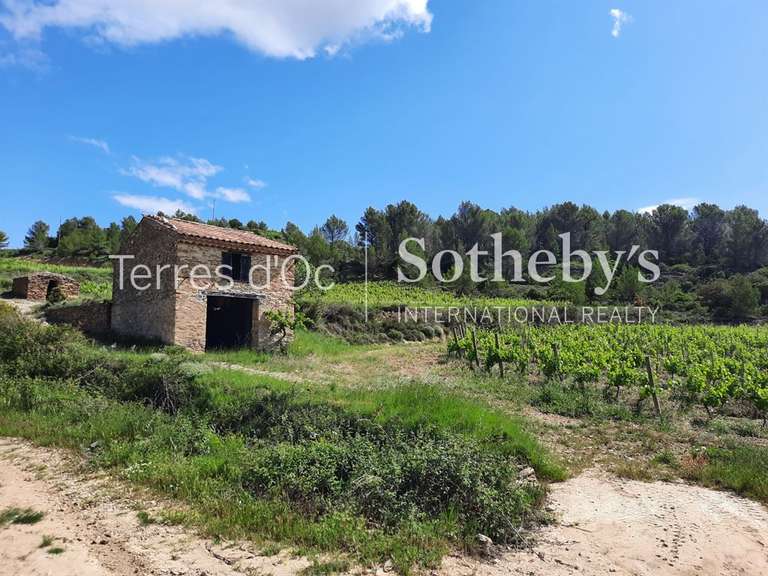 Vineyard La Livinière - 6 bedrooms - 2300m²