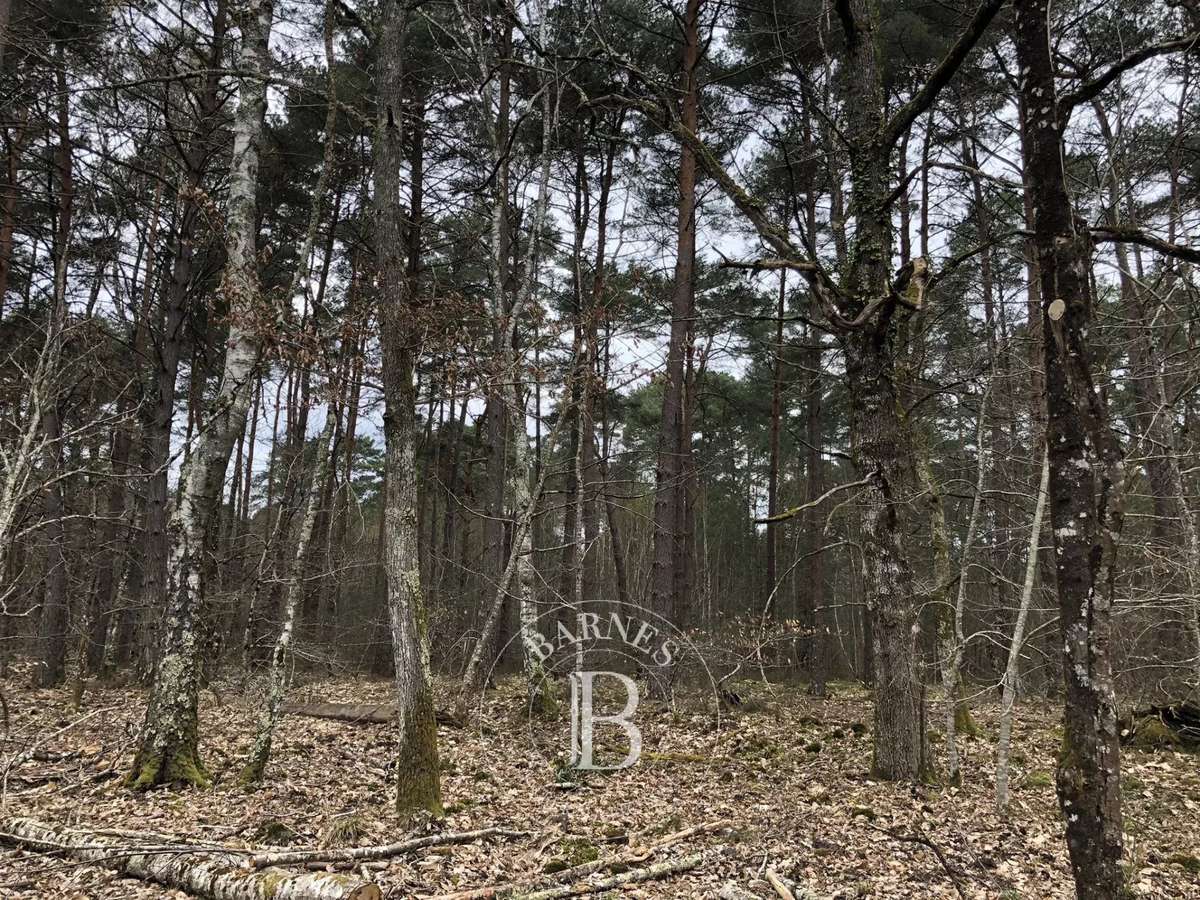 Château Lamotte-Beuvron