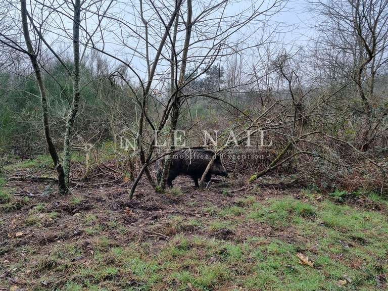 Propriété Lamotte-Beuvron - 5 chambres - 1000m²