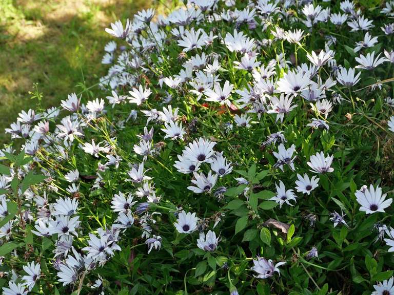 House with Sea view Larmor-Baden - 4 bedrooms