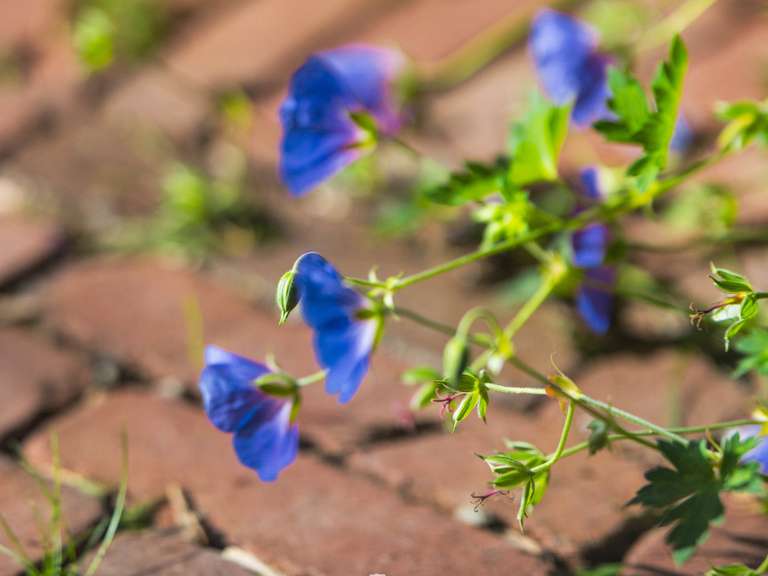 Maison Le Touquet-Paris-Plage - 6 chambres - 200m²