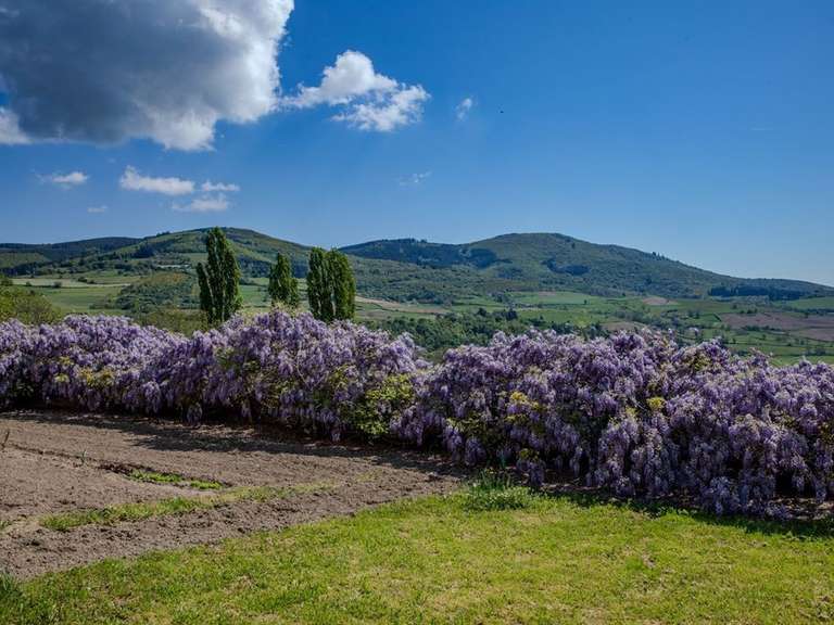 Moulin Les Ardillats - 13 chambres - 710m²