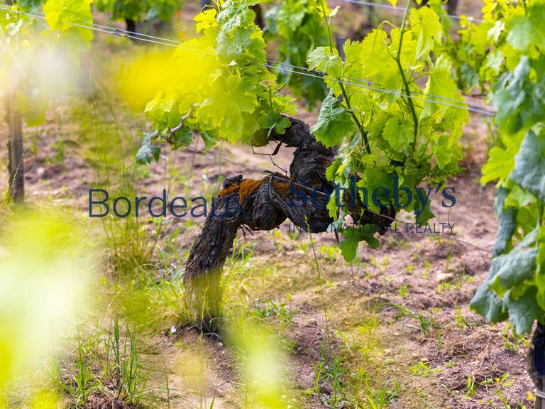 Vineyard Libourne - 230m²