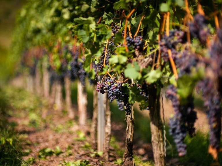 Property Libourne - 1 bedroom