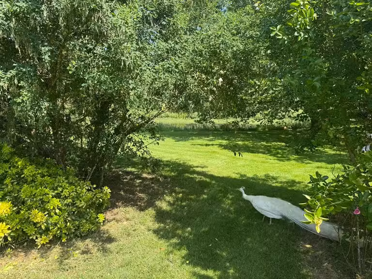 Propriété équestre Ligné - 4 chambres - 222m²
