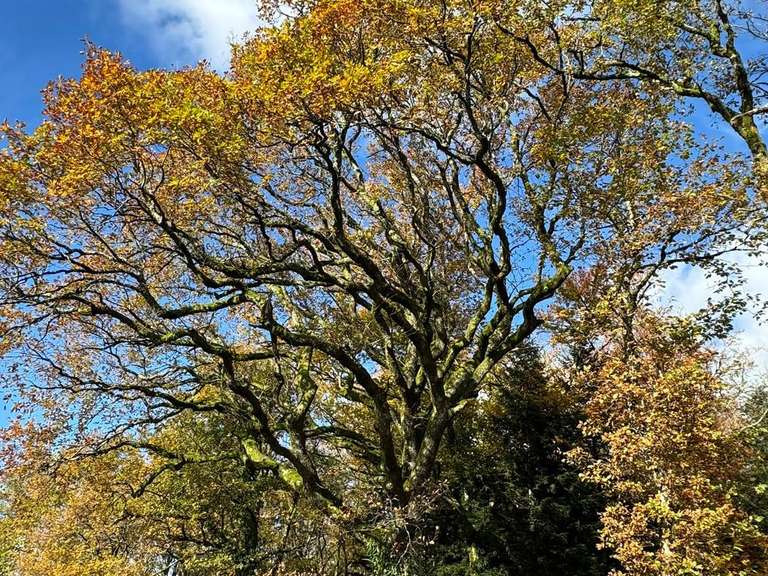 Maison Limoges - 371m²