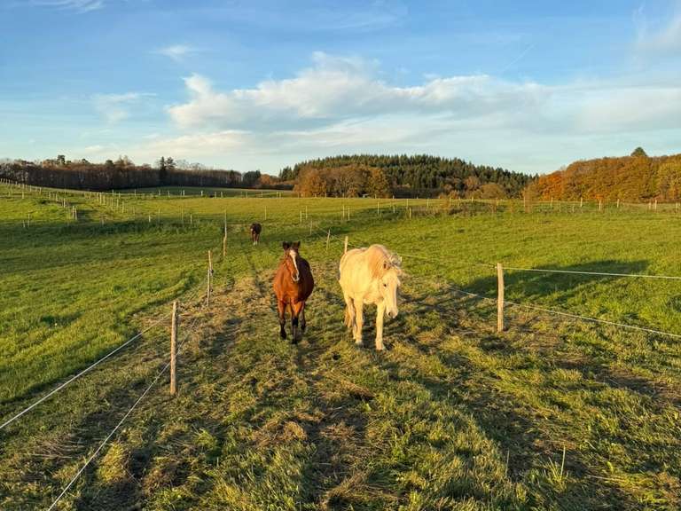 Maison Limoges - 371m²